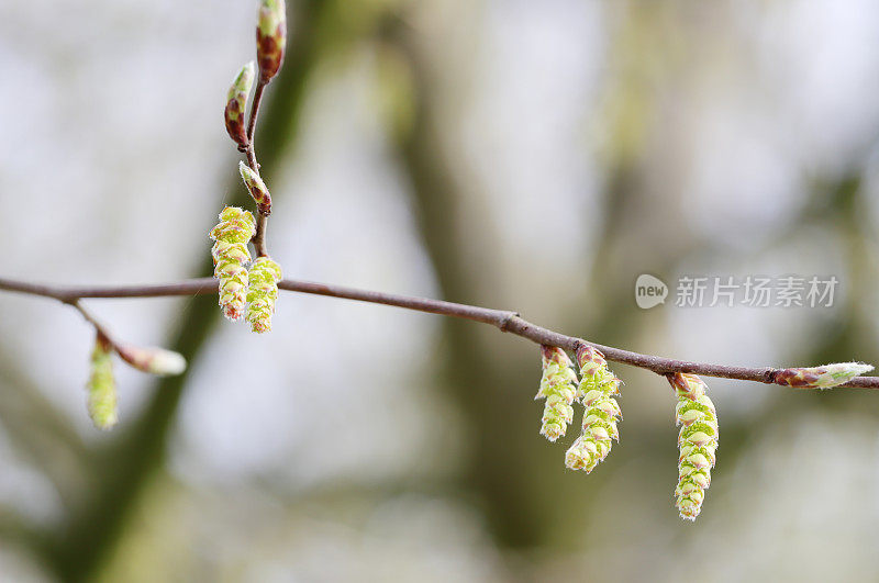 角木(Carpinus betulus)雄絮